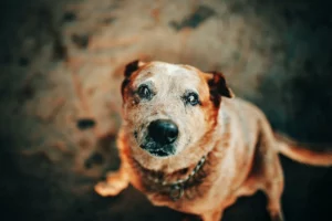 Grouchy puppy dog blog elderly puppy