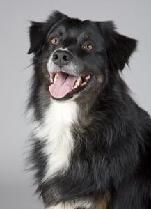Grouchy puppy dog blog black sheep dog