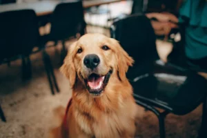 Grouchy puppy dog blog blonde retriever