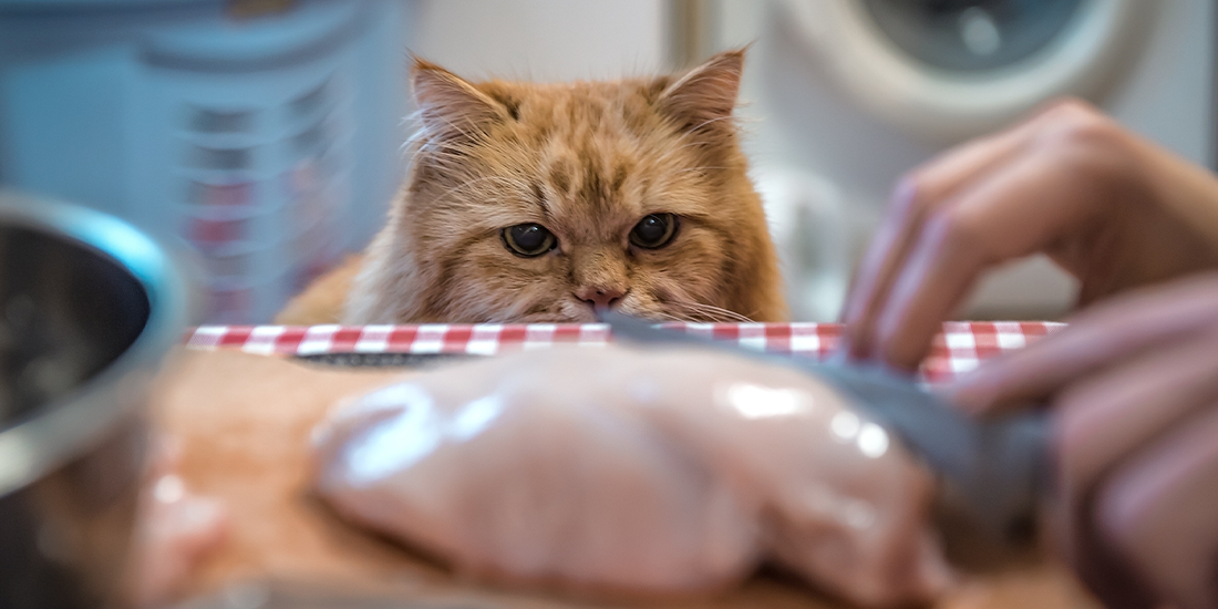 cat eating chicken